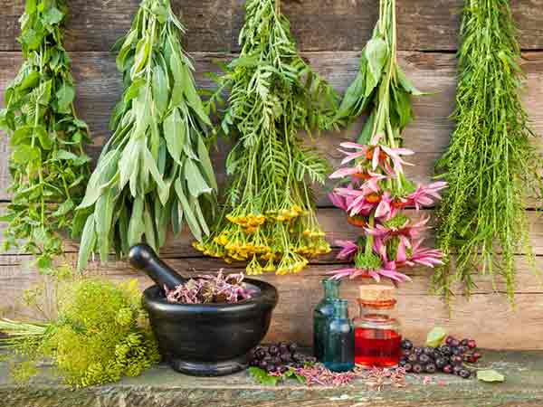 گیاهان دارویی مؤثر در درمان دیابت — معرفی و کاربرد 2 گیاهان دارویی برای درمان دیابت